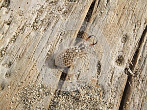 Larva di mirmilentoide. photo